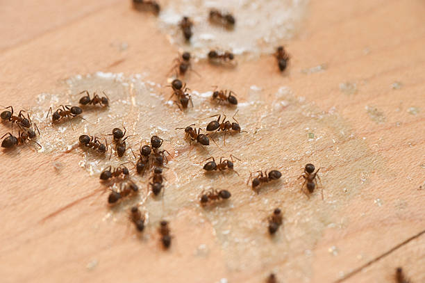 Best Pest Control Near Me  in Selbyville, DE
